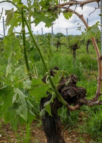 Approvisionnement de bois pour le projet E-CHO sur le bassin de Lacq : une avancée pour la filière des déchets de vignes