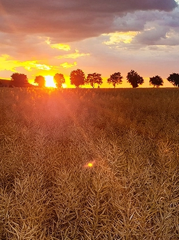 Face aux défis géopolitiques et climatiques, Euralis mise sur la sécurisation et la durabilité